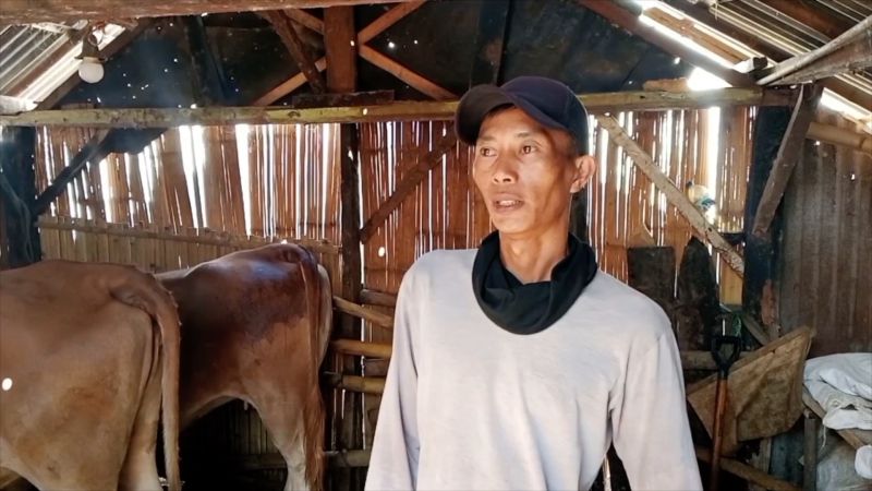 Program "Mat Peci" ubah buruh tani jadi peternak sapi sukses