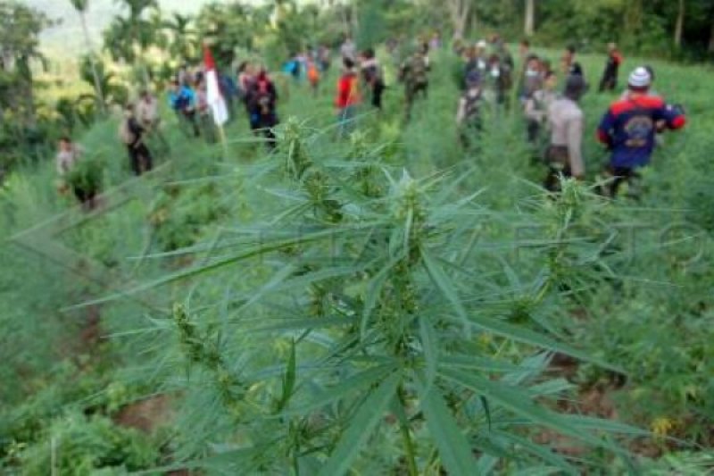 LADANG GANJA 