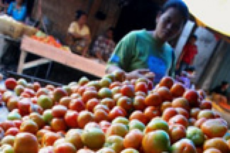 HARGA TOMAT MELONJAK