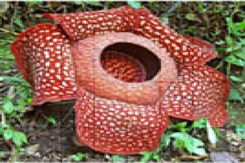 RAFFLESIA ARNOLDI 