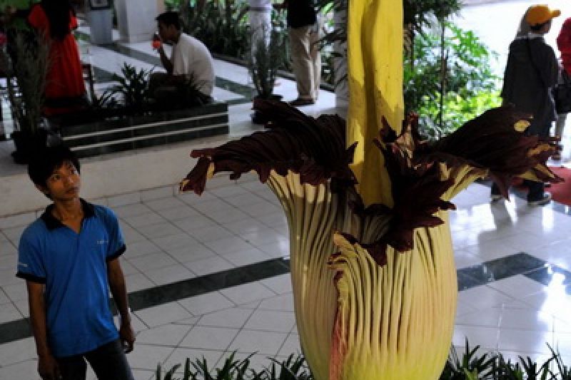 Bunga Bangkai Muncul Di Kebun Raya Bogor Antara News