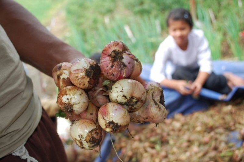 BAWANG PEKING