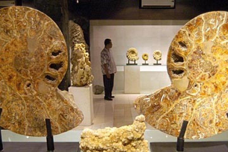 Fosil di museum kerang Bali