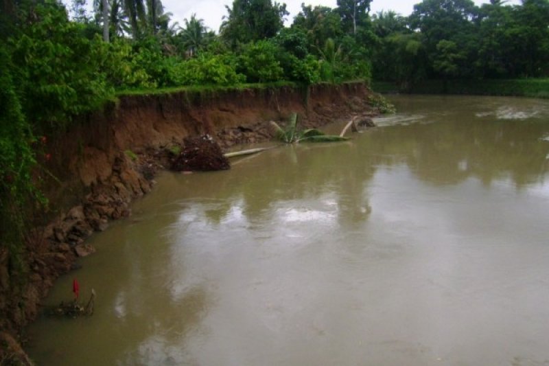 Pohon Kelapa Tumbang