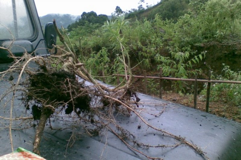 sebatang daun ganja 