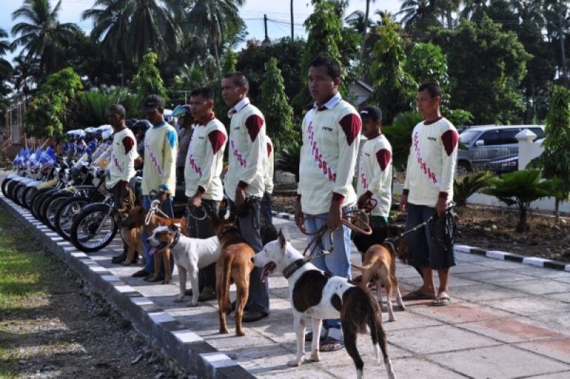 ANJING PENGAMAN PILKADA