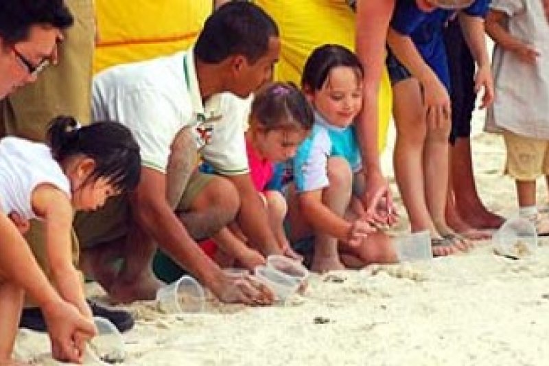 Wisatawan  Mancanegara Lepas Tukik di Banyan Tree Bintan 