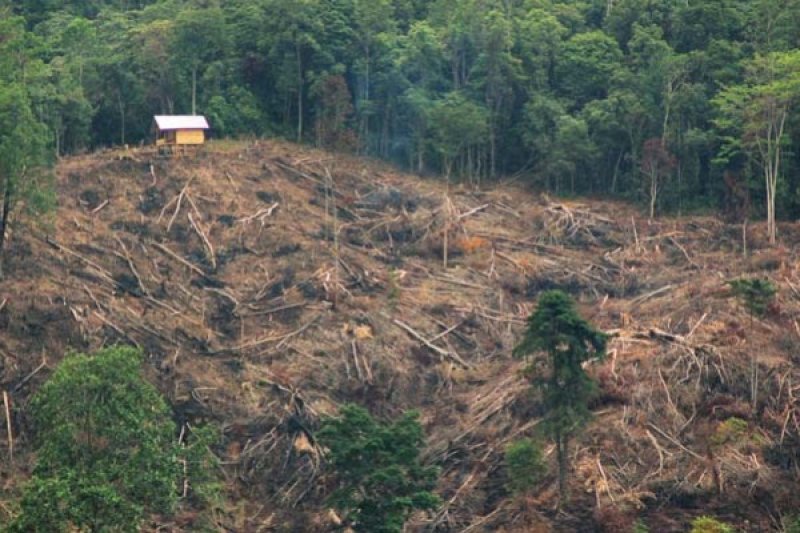 HUTAN RUSAK