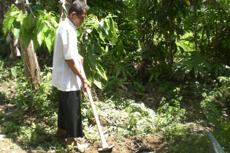 AYAM MATI MENDADAK