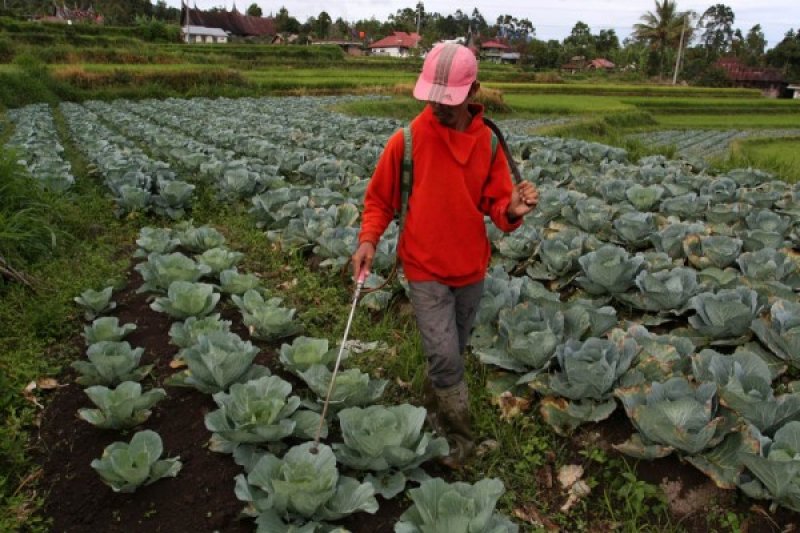 JATAH PUPUK BERSUBSIDI