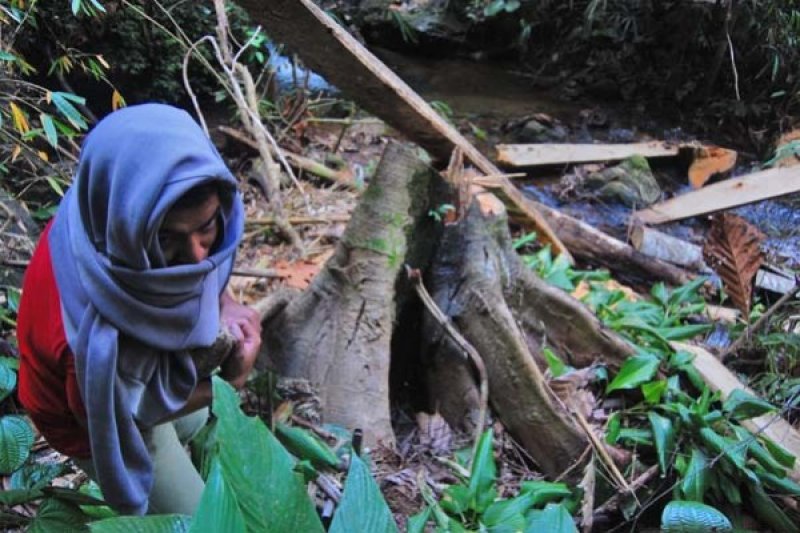 KAYU HUTAN