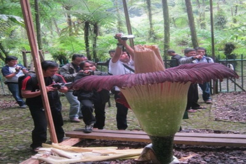 Bunga Bangkai  Segera Mekar di Kebun Raya Bogor