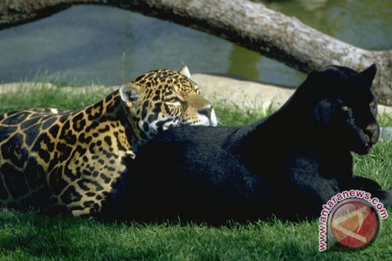 Jaguar Koleksi Satwa Baru Taman Safari Indonesia - ANTARA News