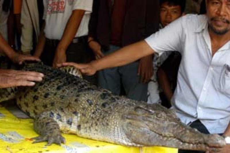 BUAYA TERDAMPAR