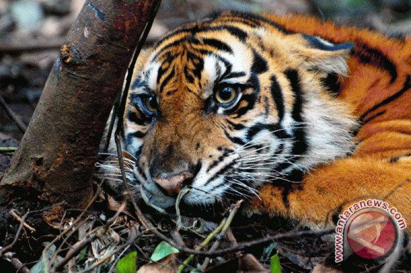 Wild boar hunts threaten Sumatran tiger habitat - ANTARA News