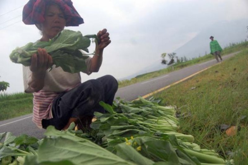 BERSIHKAN TANAMAN