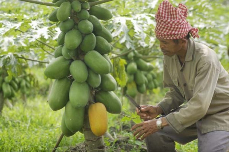 KEBUN PEPAYA RAKYAT