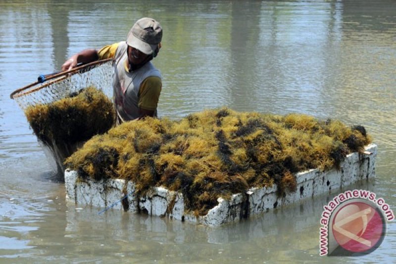 Rumput laut serap 650 ribu tenaga kerja ANTARA News