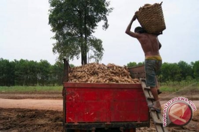 Harga singkong di Lampung Timur turun