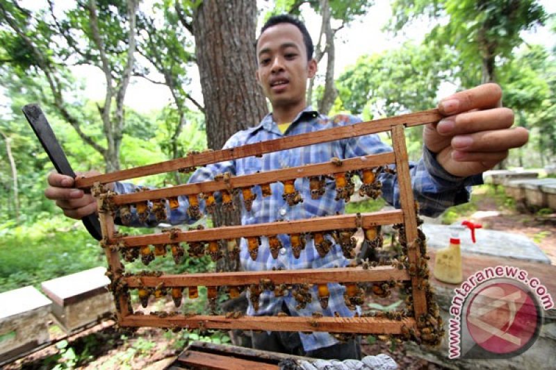 PENANGKARAN LEBAH HUTAN