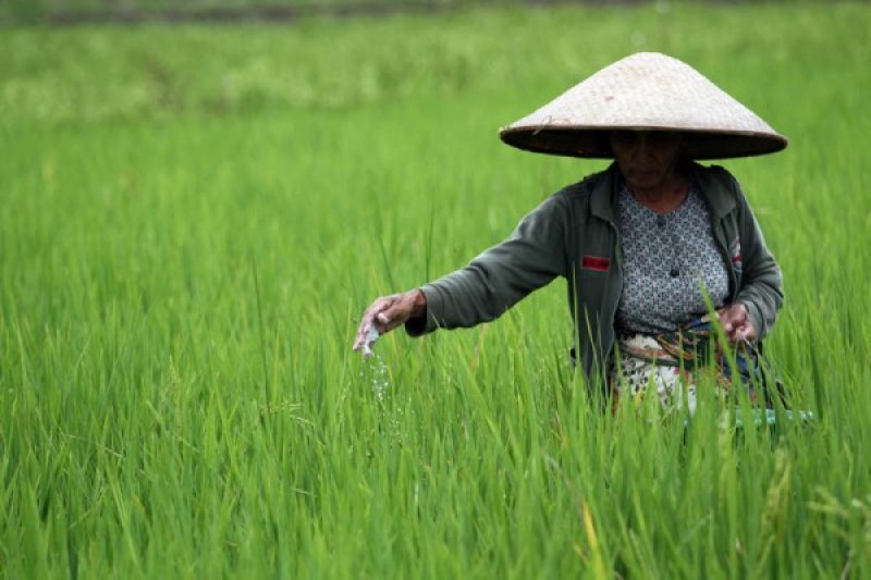 KEBUTUHAN PUPUK SUMBAR