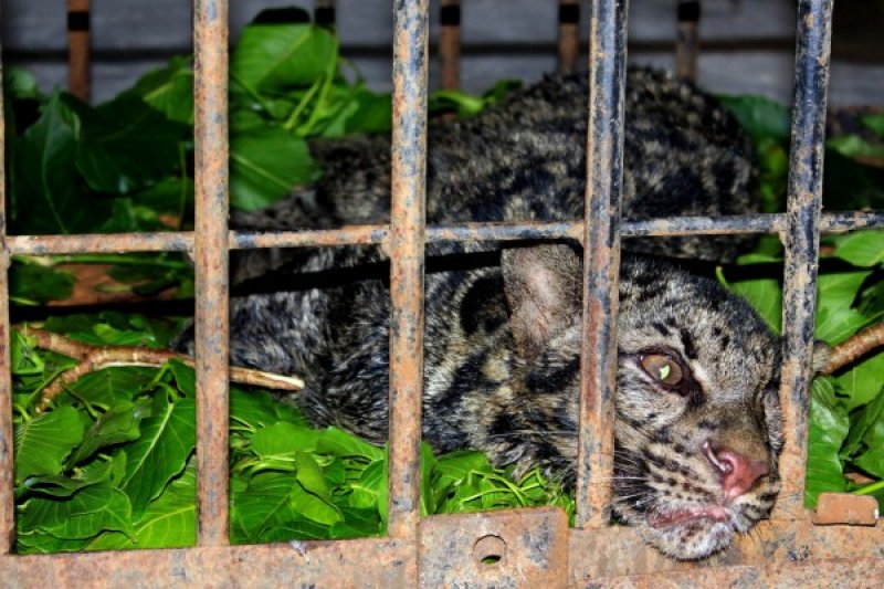Binatang buas santap habis tujuh ekor ternak milik warga Padang Pariaman