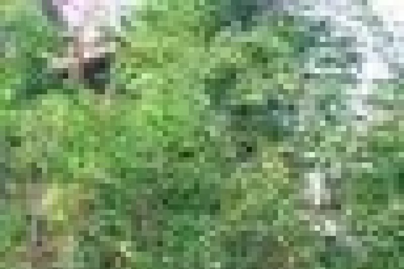 Image Print
