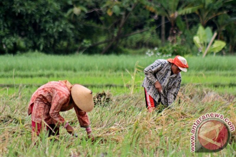 PRODUKSI PADI DIY