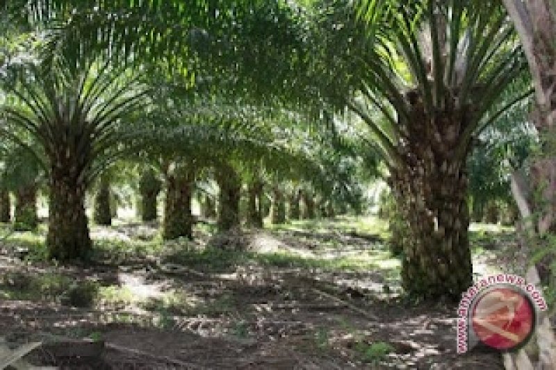 Asian Agri raih sertifikat ISCC