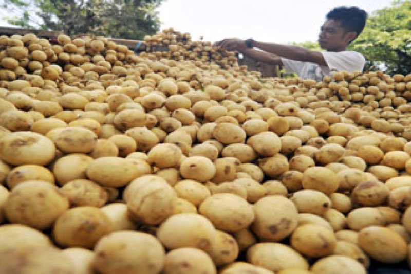 KASIAT BUAH LANGSAT