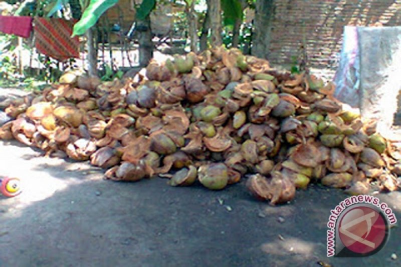 Industri serat  kelapa  bisa perkuat ekonomi rakyat ANTARA 