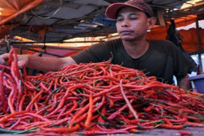 HARGA CABE NAIK