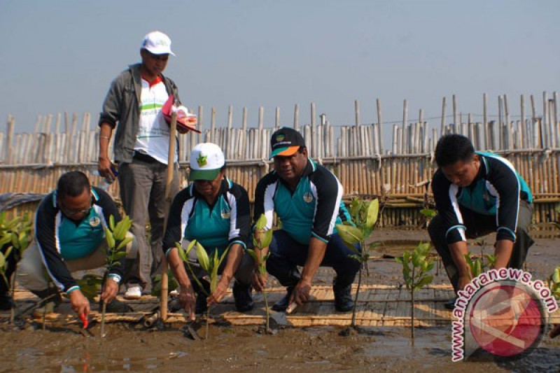 Tanam Mangrove