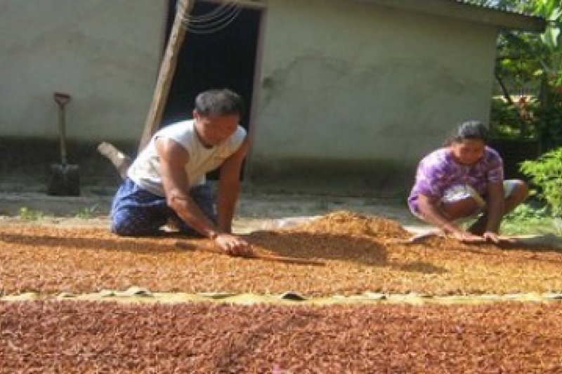 Cengkeh, Emas Cokelat Natuna/Rosyita