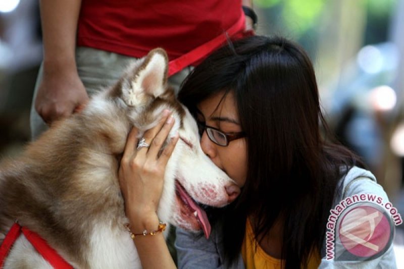 Happy Husky