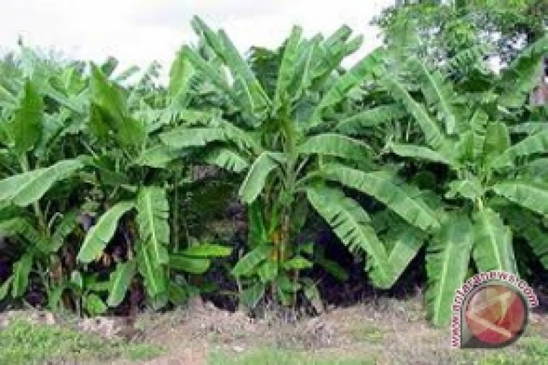  Pisang  abaka  Talaud jadi bahan baku uang kertas ANTARA 