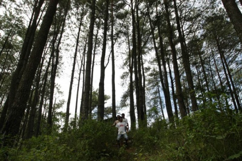 WISATA ALAM GUNUNG BUNGSU