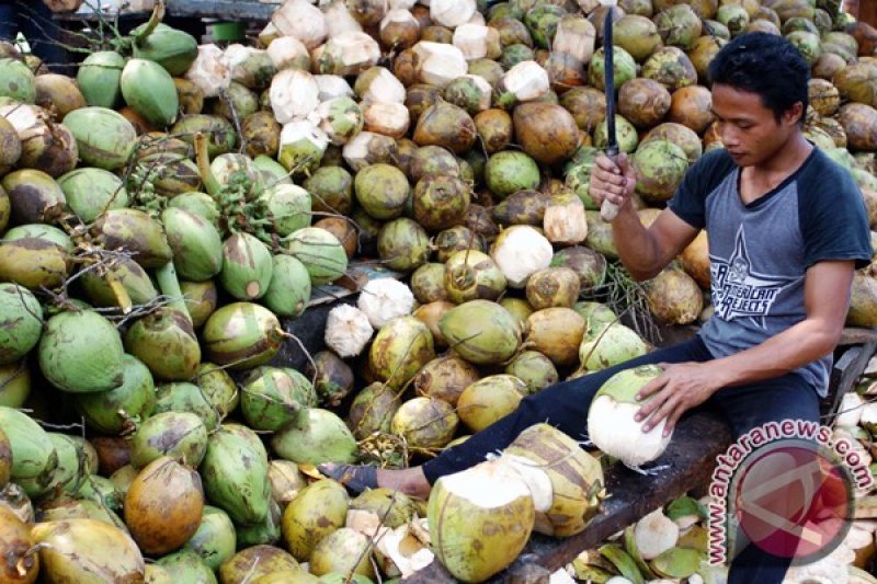 Pedagang Kelapa Muda Banjiri Mataram Antara News