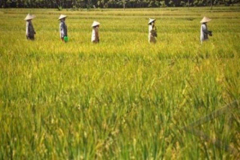 PENCETAKAN SAWAH BARU