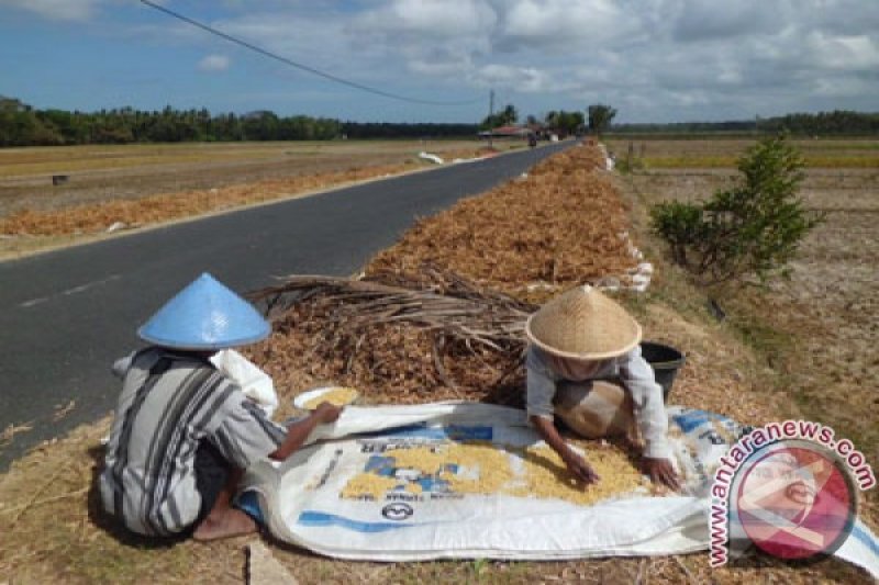 Petani panen kedelai