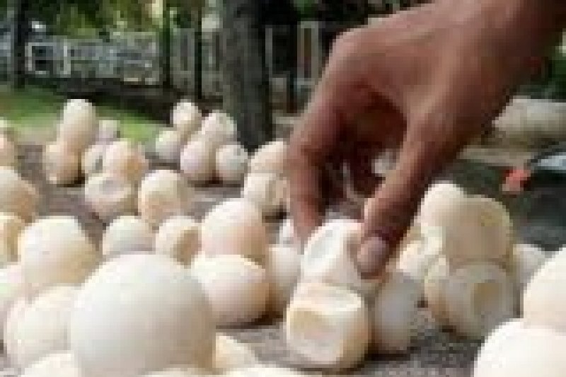 Balai Karantina Kalbar amankan 1.286 telur Penyu dari Sambas