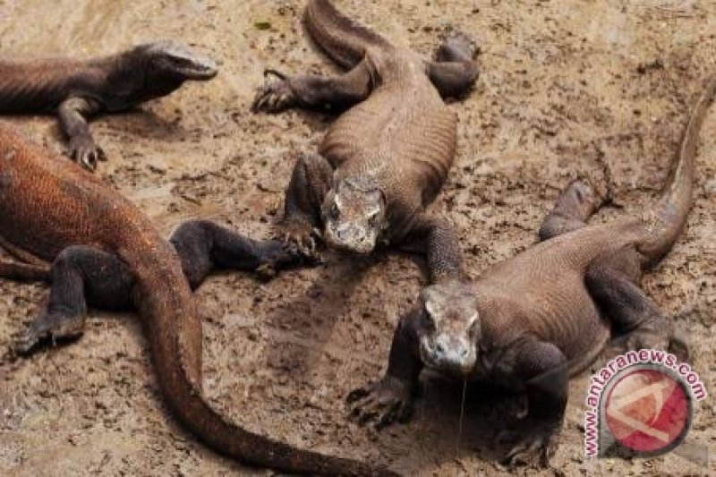 Taman Nasional Komodo Makin Ramai Dikunjungi Wisatawan - Antara News Kalimantan Barat