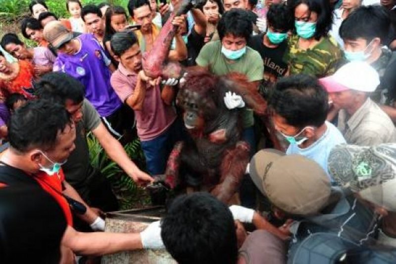 EVAKUASI ORANGUTAN SEKARAT