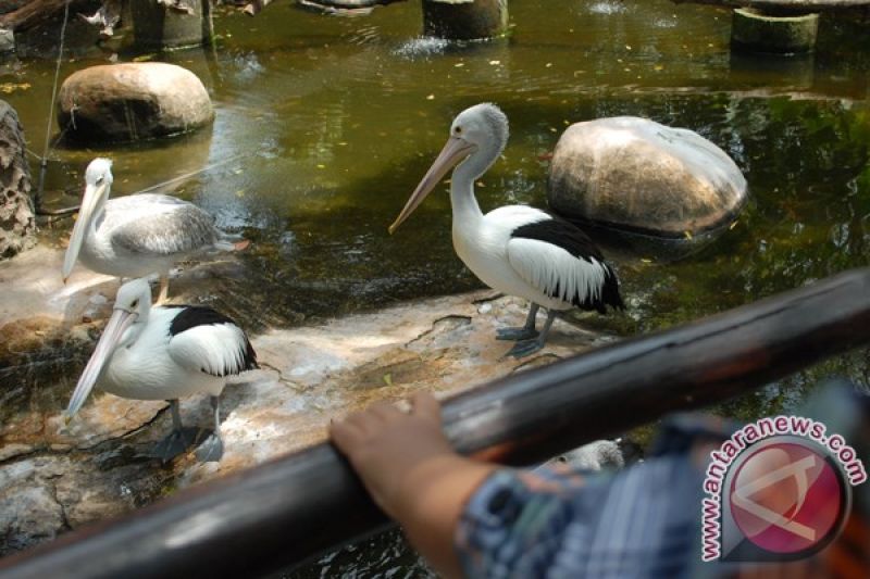 Koleksi Maharani Zoo 