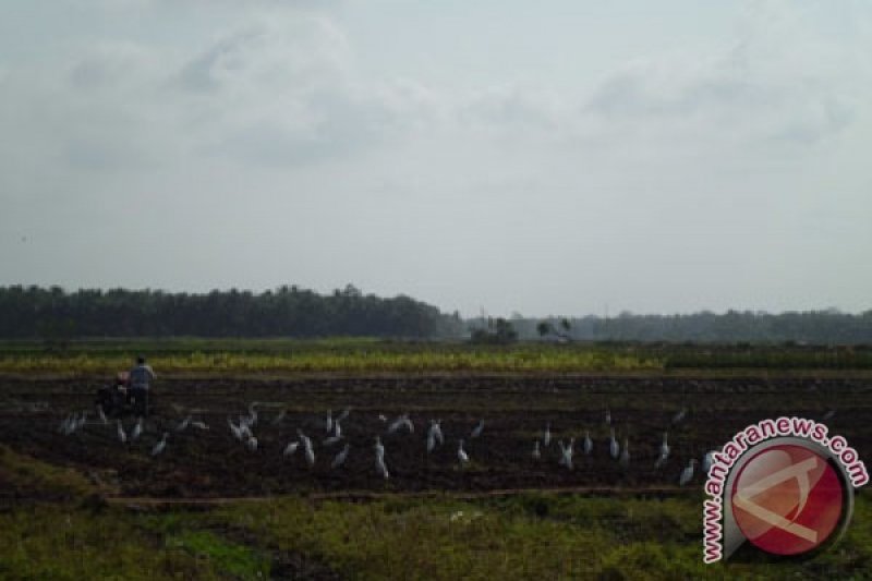 Petani membajak sawah