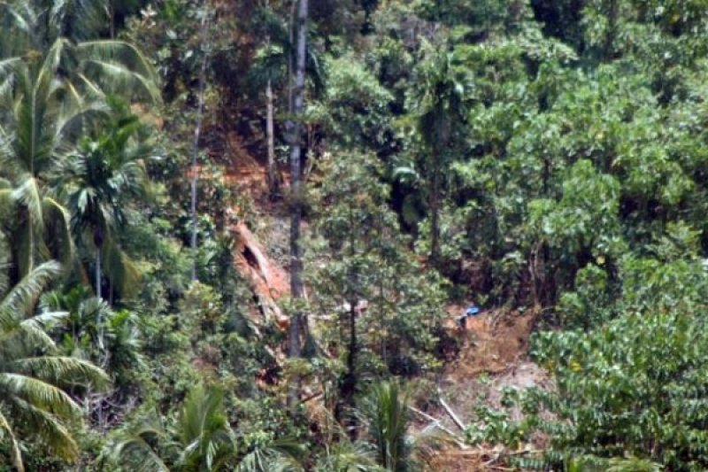 PEMBALAKAN HUTAN