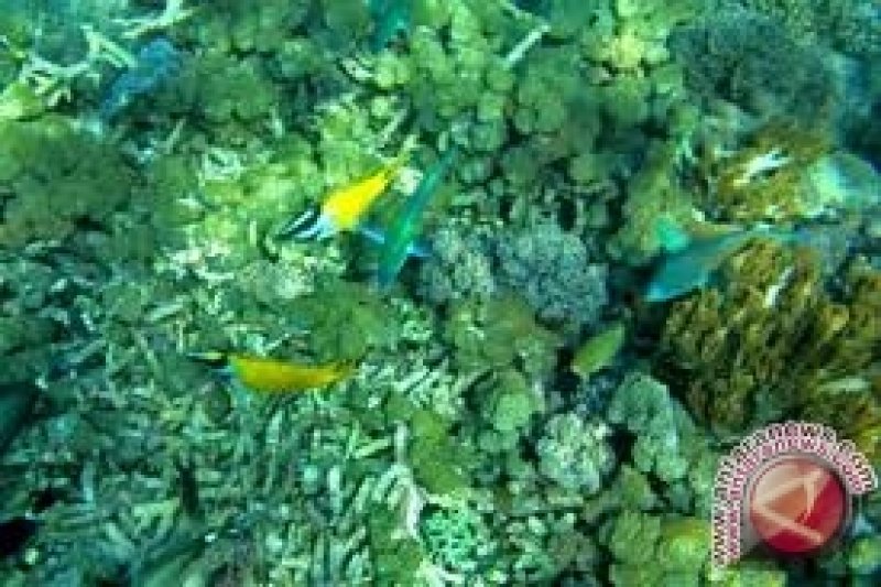 Cegah Degradasi Pantai Dengan Transplantasi Terumbu Karang