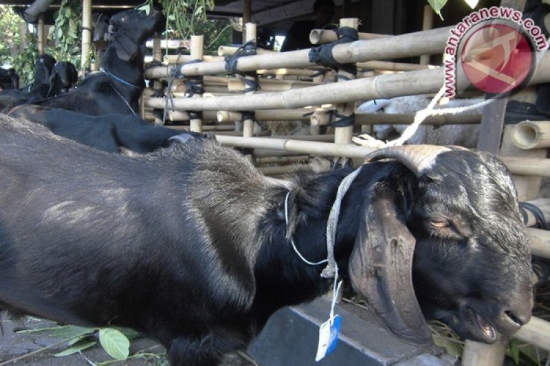 Kambing Qurban