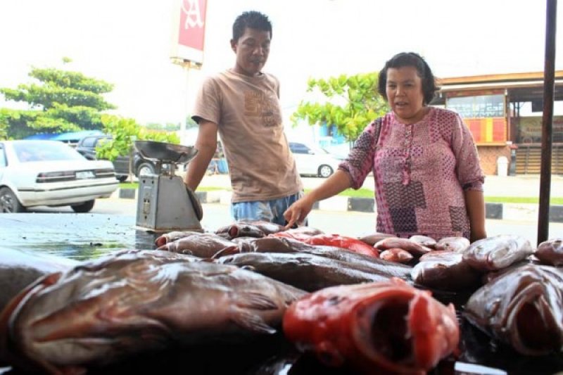 HARGA IKAN TIDAK STABIL