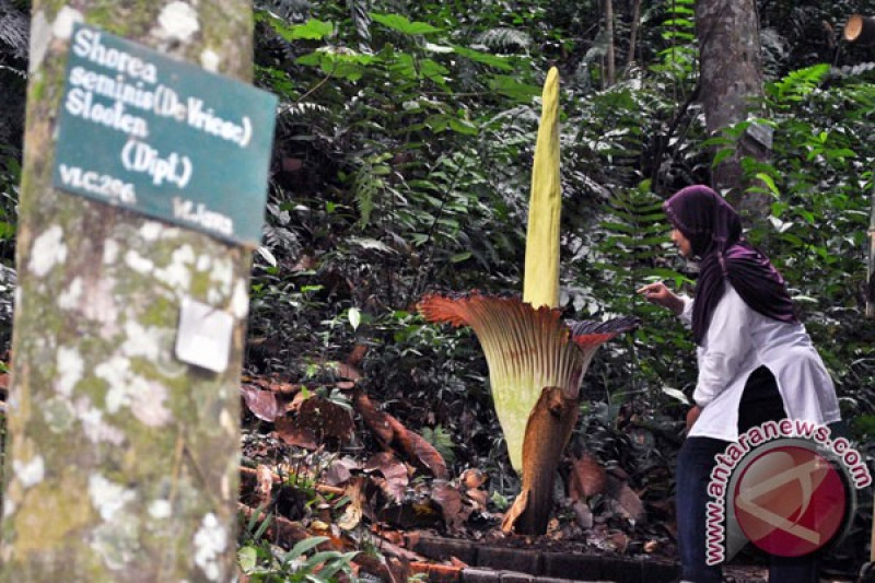 BRIN berupaya jadikan Kebun Raya Bogor jadi platform global riset botani